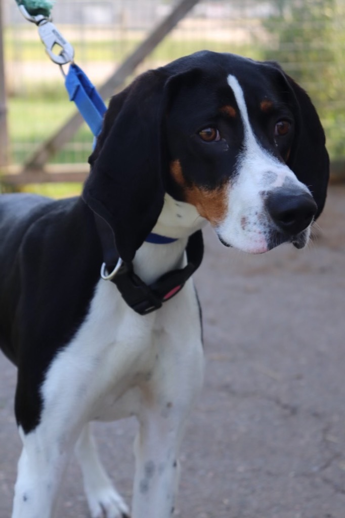 PEPPER, an adoptable Treeing Walker Coonhound in Crandon, WI, 54520 | Photo Image 1