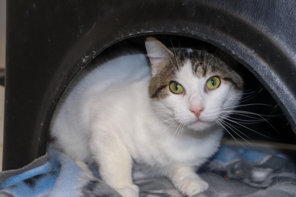 Stefan, an adoptable Domestic Short Hair in Crandon, WI, 54520 | Photo Image 1