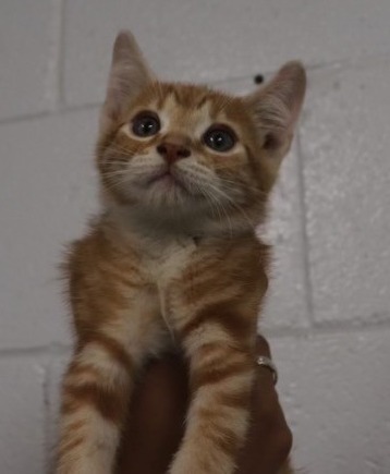 Emma-Rusty, an adoptable Domestic Short Hair in Crandon, WI, 54520 | Photo Image 1