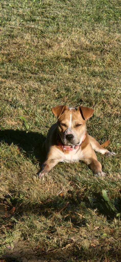 Blondie, an adoptable Mixed Breed in Crandon, WI, 54520 | Photo Image 1