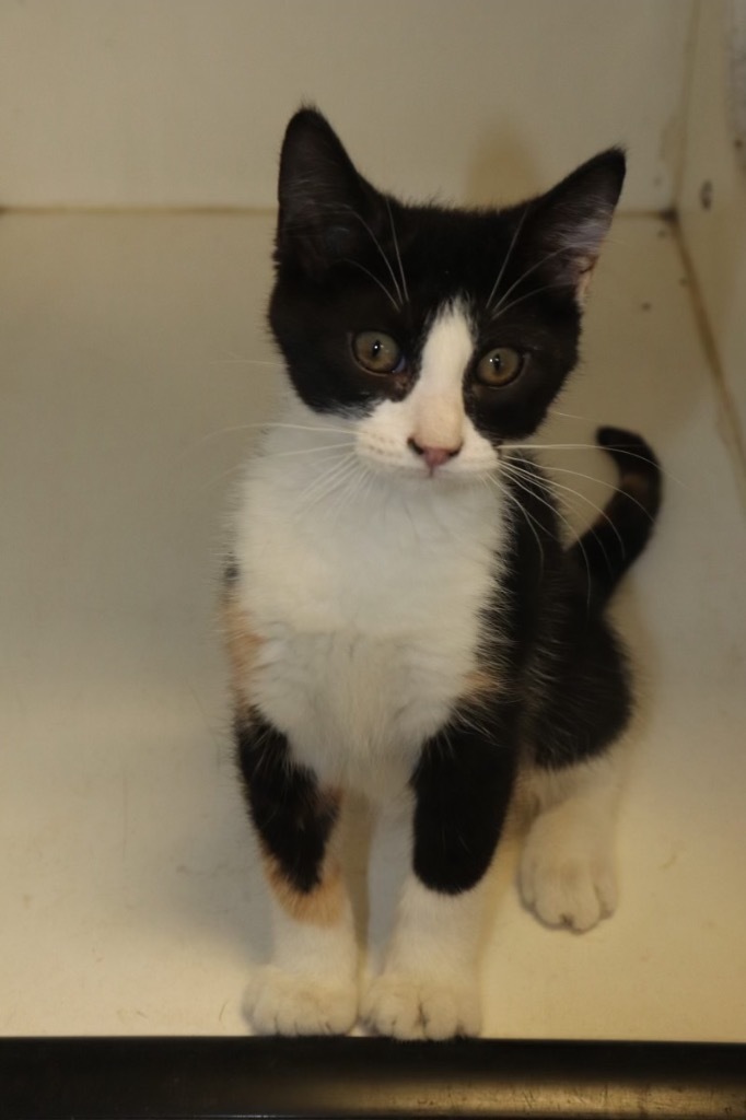 Monkey, an adoptable Calico in Crandon, WI, 54520 | Photo Image 1