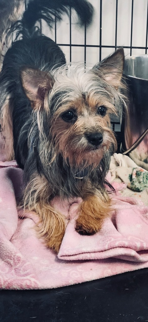 PRECIOUS, an adoptable Yorkshire Terrier in Crandon, WI, 54520 | Photo Image 1