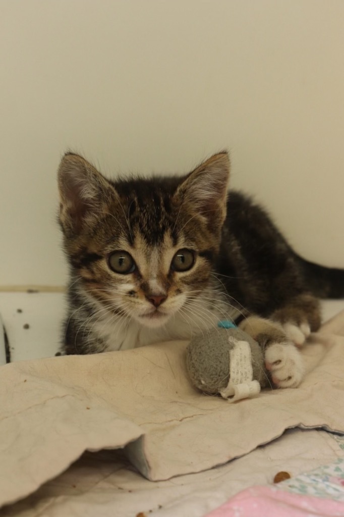 Dakota, an adoptable Domestic Short Hair in Crandon, WI, 54520 | Photo Image 1