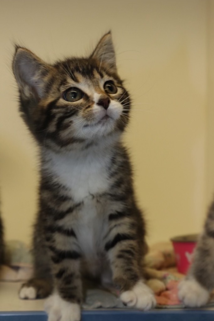 Periwinkle, an adoptable Domestic Short Hair in Crandon, WI, 54520 | Photo Image 1