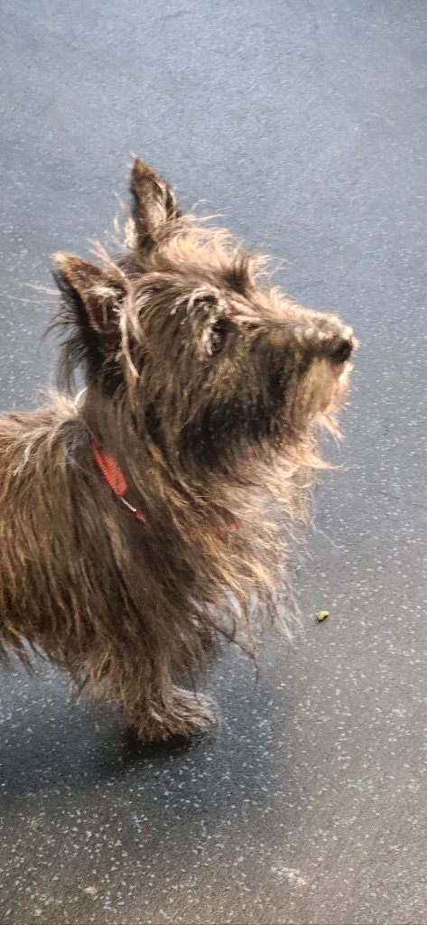 Ruby, an adoptable Silky Terrier in Crandon, WI, 54520 | Photo Image 1