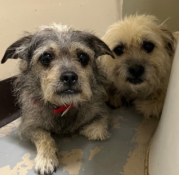 Vincent " Vinny, an adoptable Shih Tzu, Schnauzer in Crandon, WI, 54520 | Photo Image 1