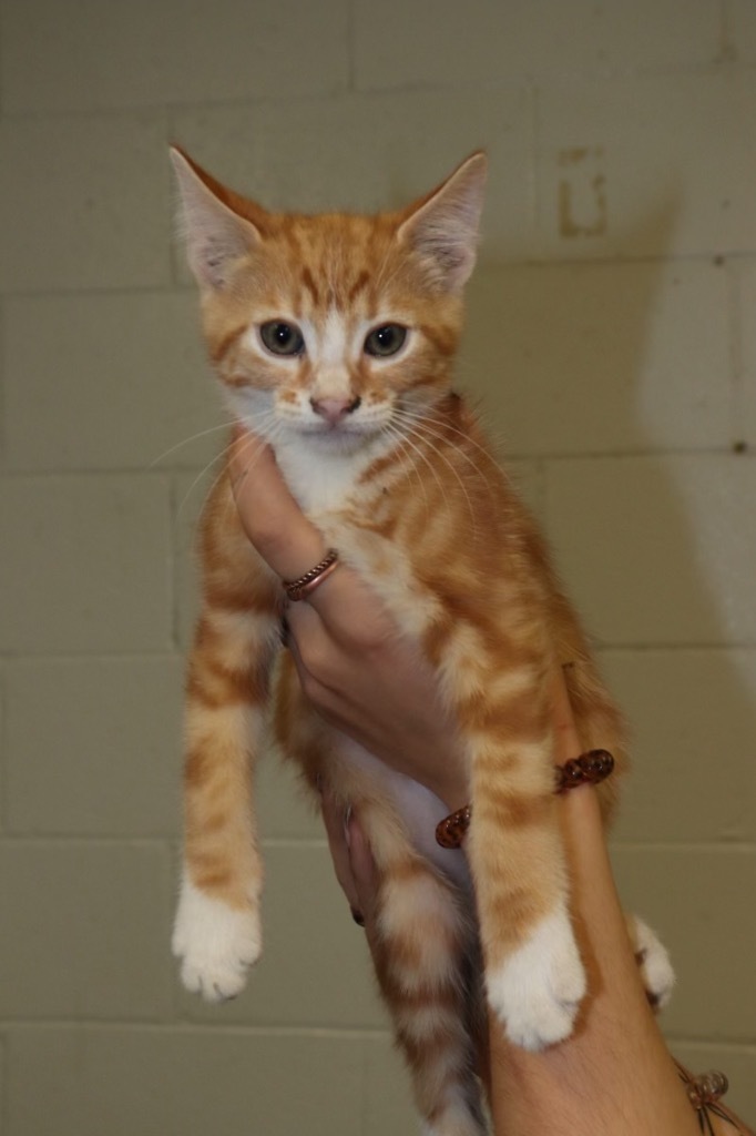 Emma- Cummin, an adoptable Domestic Short Hair in Crandon, WI, 54520 | Photo Image 1