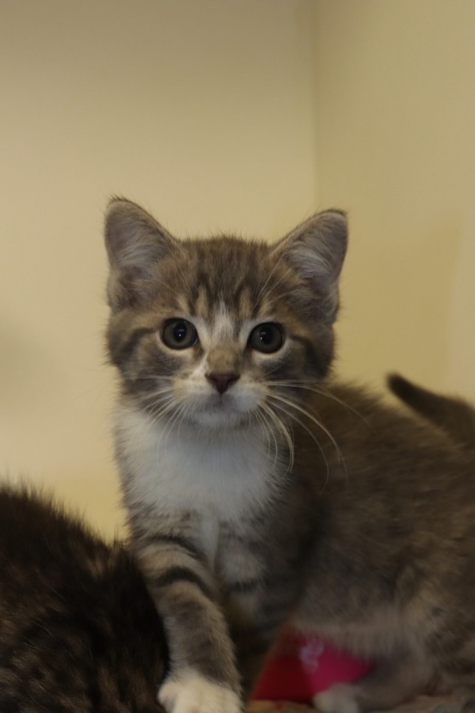 Penny, an adoptable Domestic Short Hair in Crandon, WI, 54520 | Photo Image 1