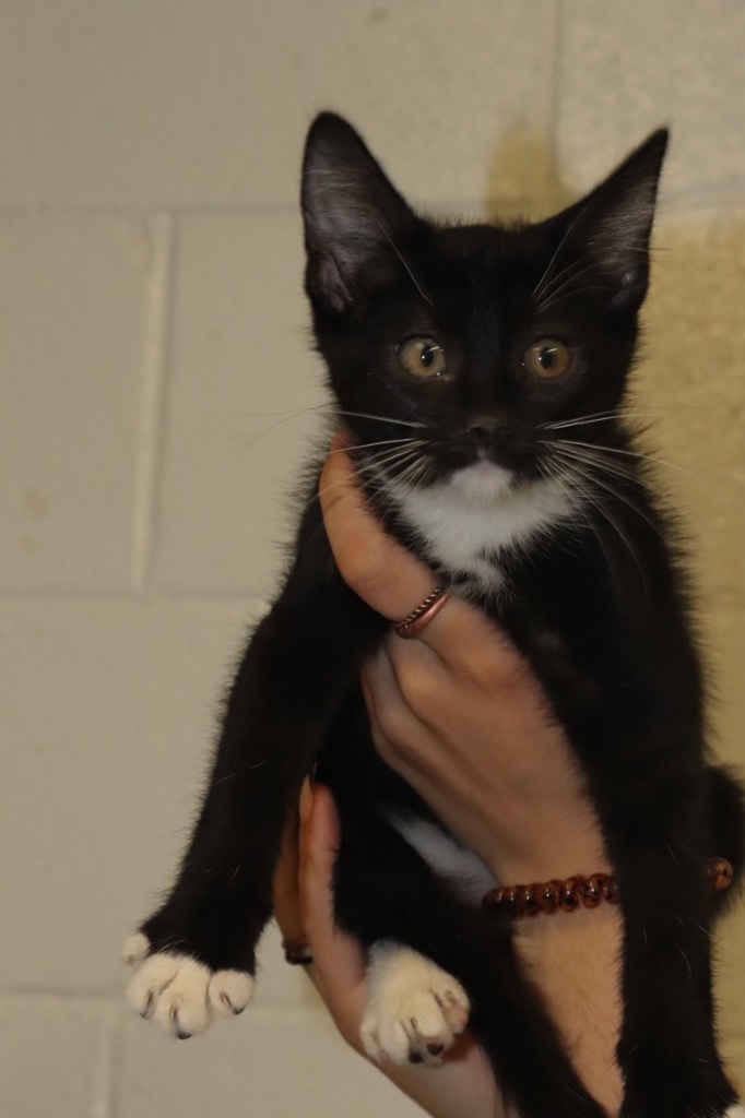 Emma- Quinn, an adoptable Domestic Short Hair in Crandon, WI, 54520 | Photo Image 1