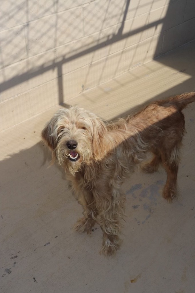 Snoopy Sue, an adoptable Poodle, Portuguese Water Dog in Crandon, WI, 54520 | Photo Image 1