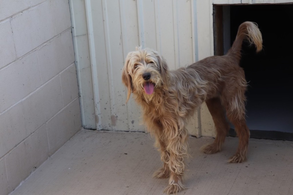 Snoopy Sue, an adoptable Poodle, Portuguese Water Dog in Crandon, WI, 54520 | Photo Image 3