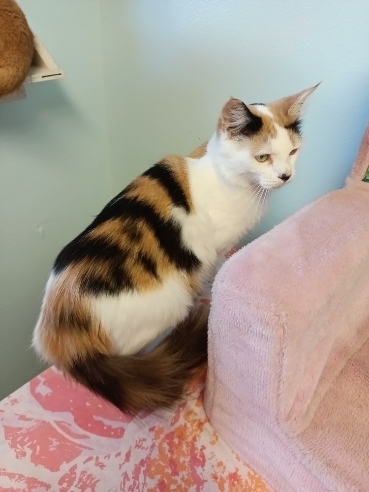 Cat for adoption Fluffy, a Domestic Short Hair Mix in Crescent City