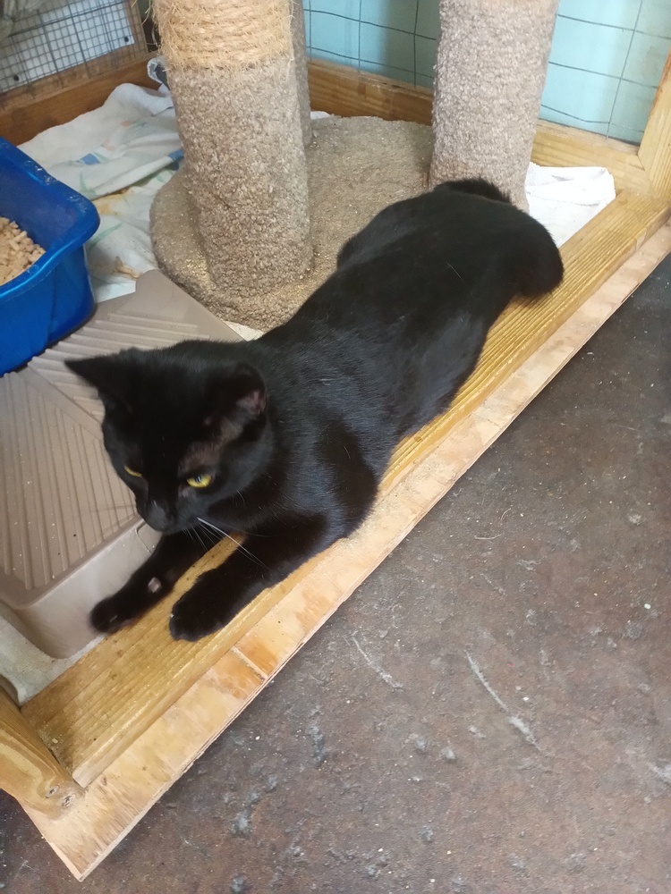 Cat for adoption Binx, a Domestic Short Hair Mix in Crescent City, FL