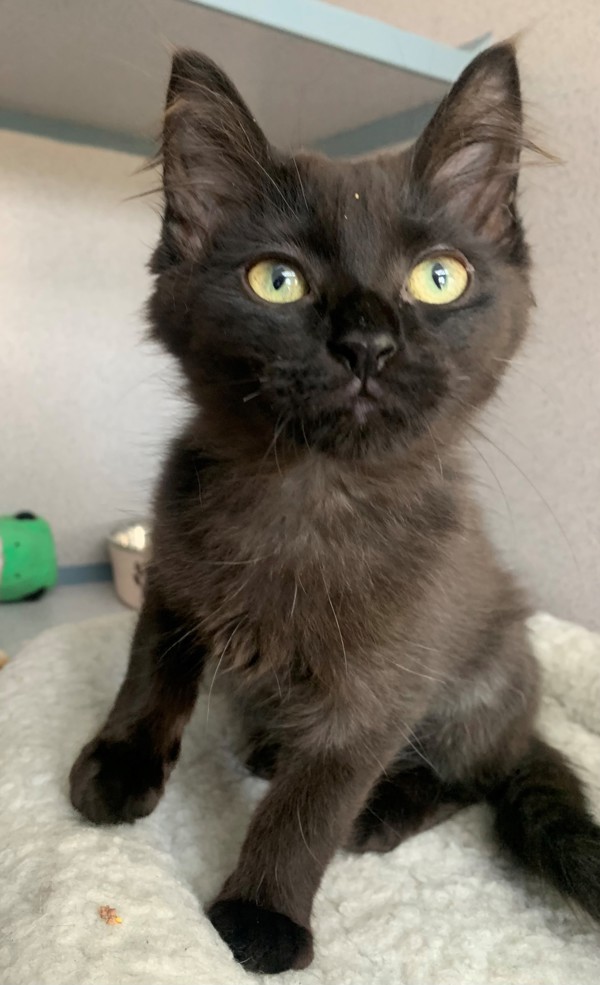 Cat for adoption Carmen, a Domestic Medium Hair Mix in Skillman, NJ