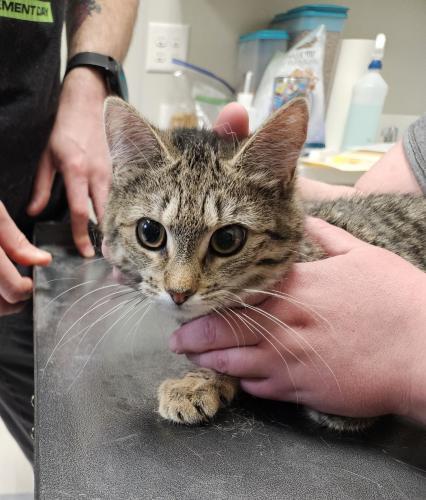 Cheeky-Puff and Flip, an adoptable Domestic Short Hair, Tiger in Webster, MA, 01570 | Photo Image 1