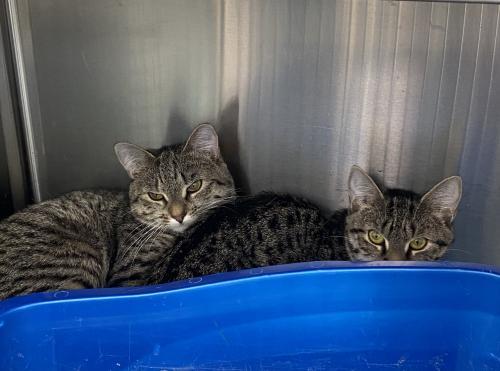 Cheeky-Puff and Flip, an adoptable Domestic Short Hair, Tiger in Webster, MA, 01570 | Photo Image 2