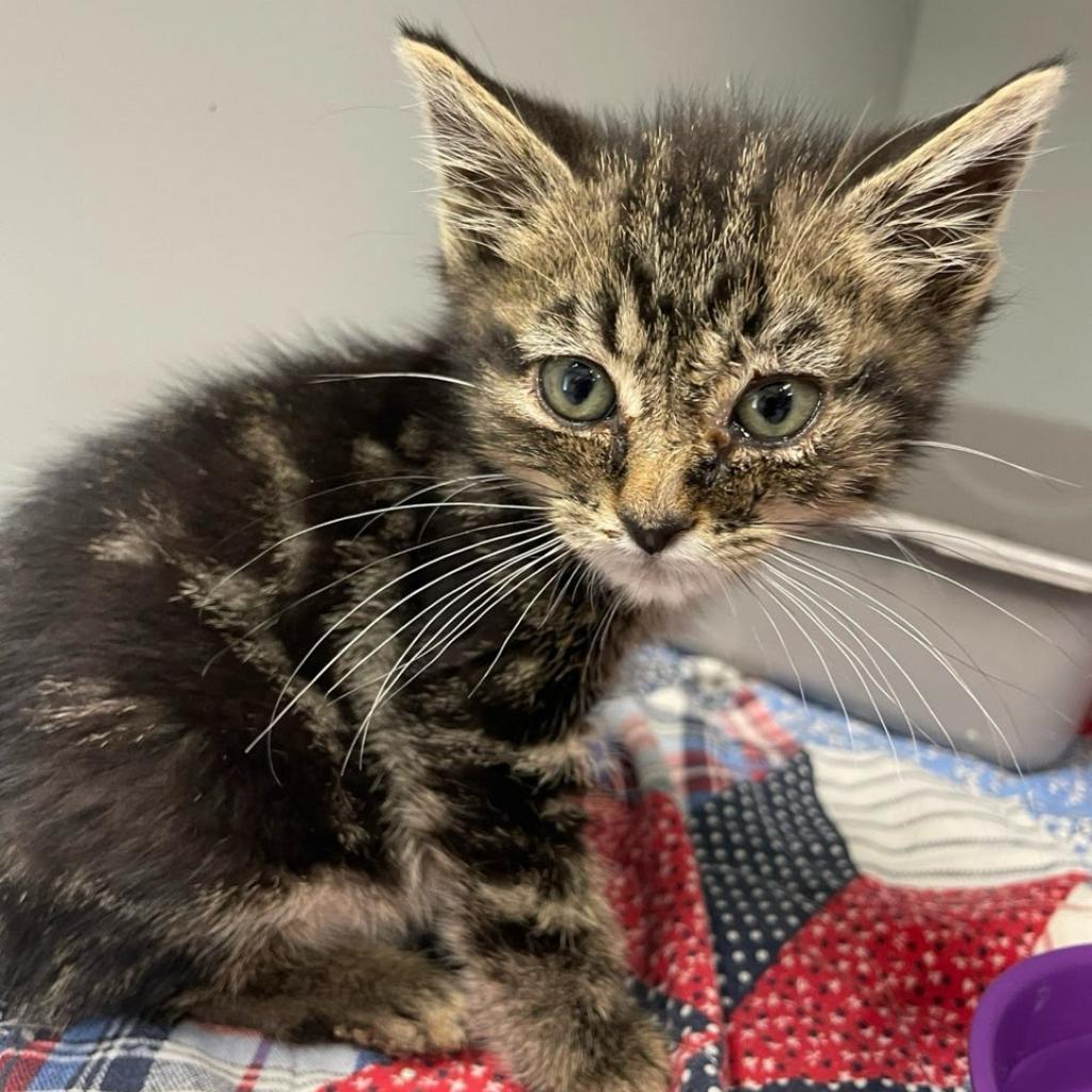 Wells, an adoptable Domestic Medium Hair in Kingman, KS, 67068 | Photo Image 1