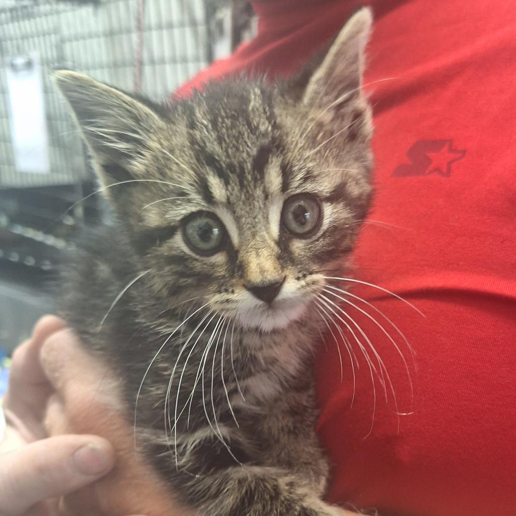 Wells, an adoptable Domestic Medium Hair in Kingman, KS, 67068 | Photo Image 2