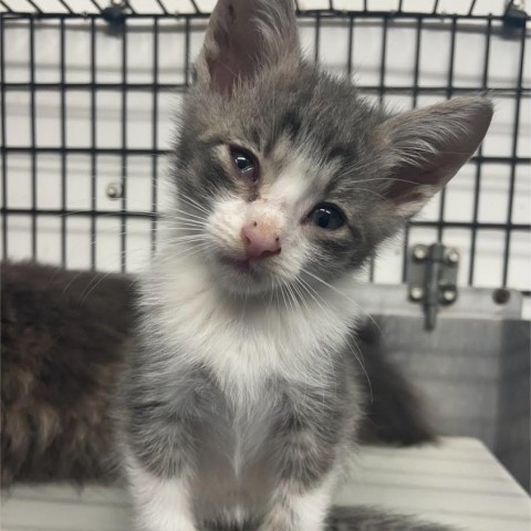 Haze, an adoptable Domestic Short Hair in Kingman, KS, 67068 | Photo Image 1