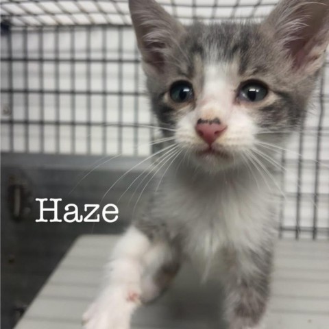 Haze, an adoptable Domestic Short Hair in Kingman, KS, 67068 | Photo Image 2