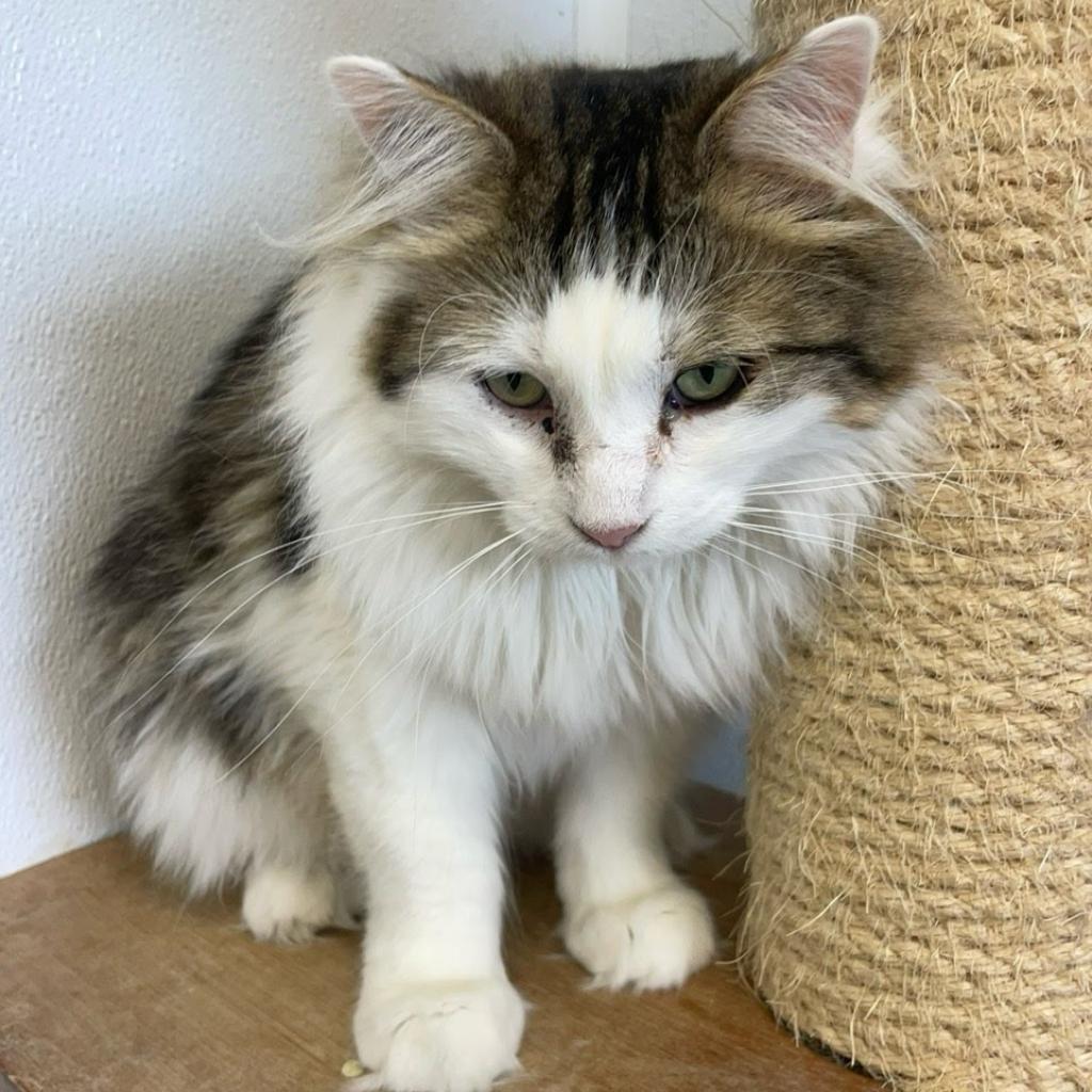 Sonnett, an adoptable Domestic Long Hair in Kingman, KS, 67068 | Photo Image 1