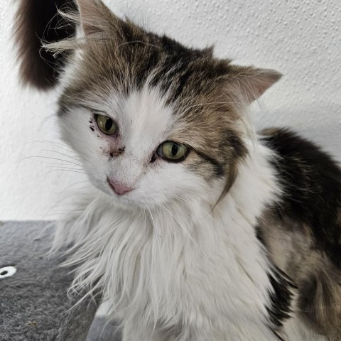 Sonnett, an adoptable Domestic Long Hair in Kingman, KS, 67068 | Photo Image 3