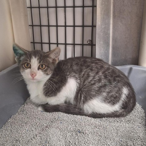 Cosmo, an adoptable Domestic Short Hair in Kingman, KS, 67068 | Photo Image 1