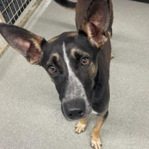 Mr T, an adoptable German Shepherd Dog, Australian Cattle Dog / Blue Heeler in Kingman, KS, 67068 | Photo Image 1