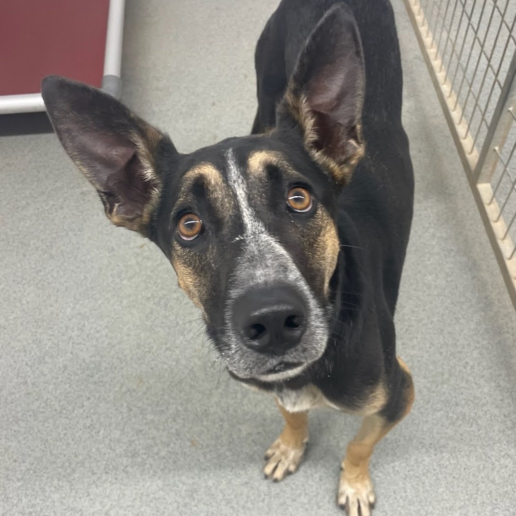 Mr T, an adoptable German Shepherd Dog, Australian Cattle Dog / Blue Heeler in Kingman, KS, 67068 | Photo Image 1