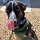 Mr T, an adoptable German Shepherd Dog, Australian Cattle Dog / Blue Heeler in Kingman, KS, 67068 | Photo Image 2