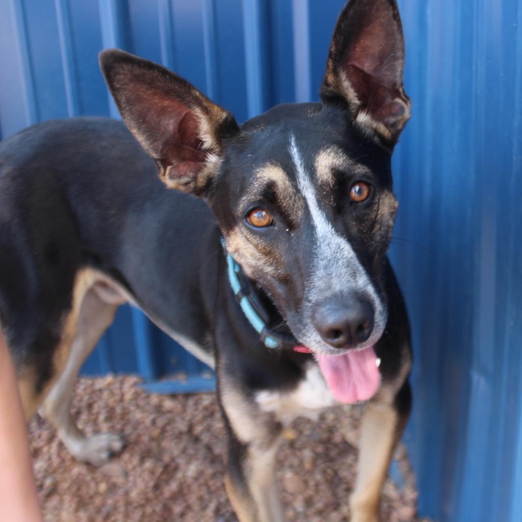 Mr T, an adoptable German Shepherd Dog, Australian Cattle Dog / Blue Heeler in Kingman, KS, 67068 | Photo Image 2