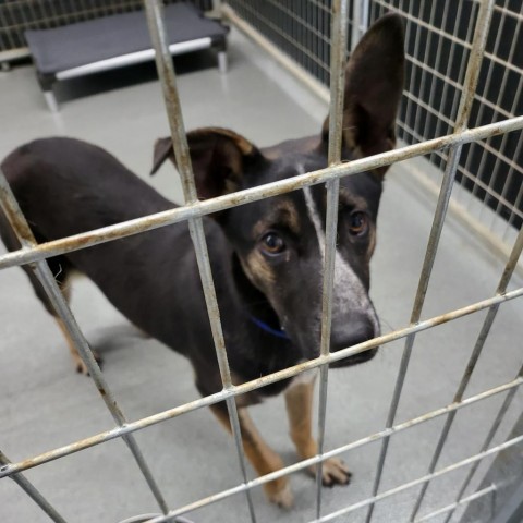 Mr T, an adoptable German Shepherd Dog, Australian Cattle Dog / Blue Heeler in Kingman, KS, 67068 | Photo Image 3