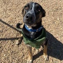 Mr T, an adoptable German Shepherd Dog, Australian Cattle Dog / Blue Heeler in Kingman, KS, 67068 | Photo Image 4