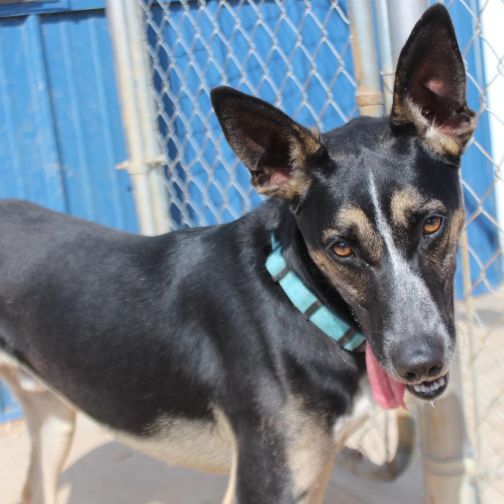 Mr T, an adoptable German Shepherd Dog, Australian Cattle Dog / Blue Heeler in Kingman, KS, 67068 | Photo Image 4