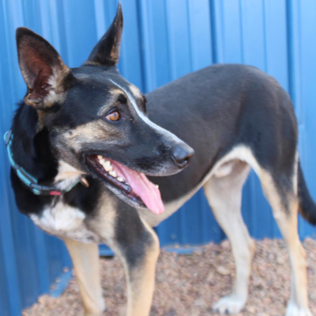 Mr T, an adoptable German Shepherd Dog, Australian Cattle Dog / Blue Heeler in Kingman, KS, 67068 | Photo Image 4