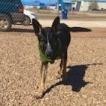 Mr T, an adoptable German Shepherd Dog, Australian Cattle Dog / Blue Heeler in Kingman, KS, 67068 | Photo Image 5