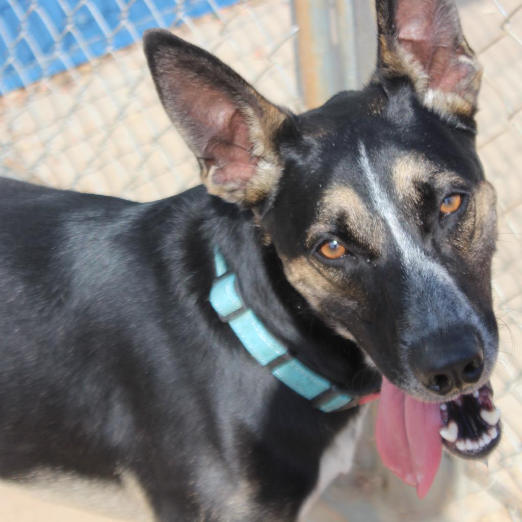 Mr T, an adoptable German Shepherd Dog, Australian Cattle Dog / Blue Heeler in Kingman, KS, 67068 | Photo Image 5