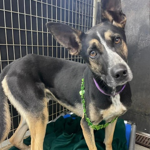 Mr T, an adoptable German Shepherd Dog, Australian Cattle Dog / Blue Heeler in Kingman, KS, 67068 | Photo Image 6