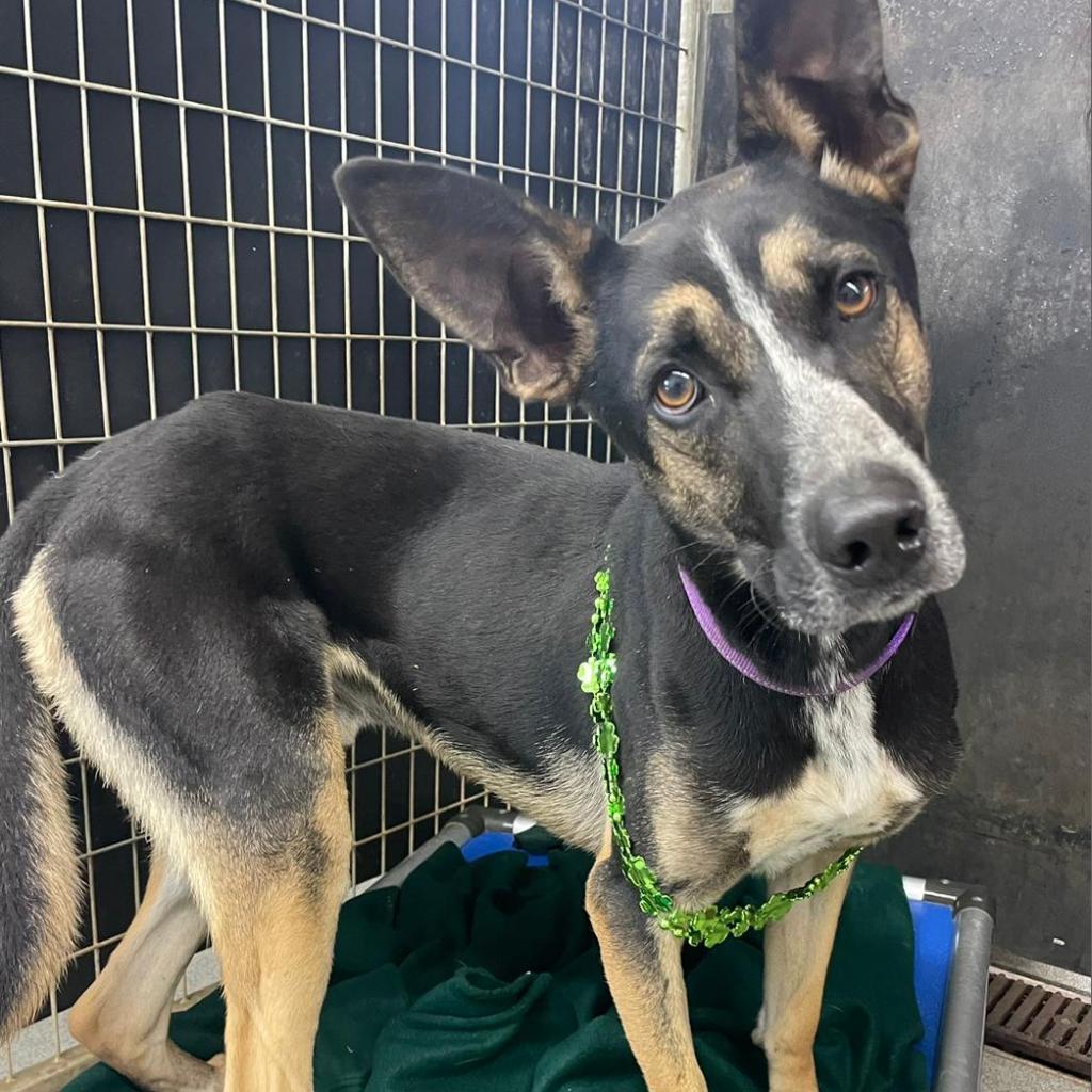 Mr T, an adoptable German Shepherd Dog, Australian Cattle Dog / Blue Heeler in Kingman, KS, 67068 | Photo Image 6