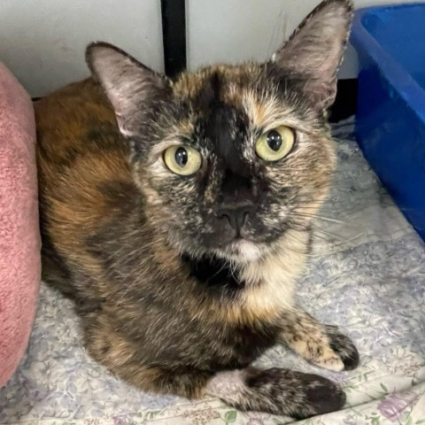 Confetti, an adoptable Domestic Short Hair in Kingman, KS, 67068 | Photo Image 1