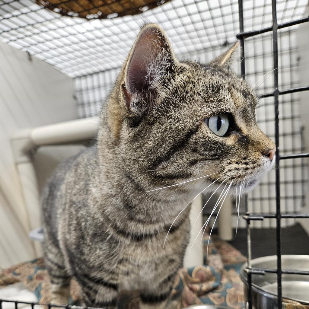 Izzy, an adoptable Domestic Short Hair in Kingman, KS, 67068 | Photo Image 1