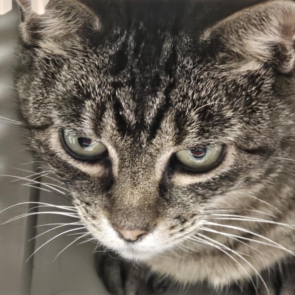 Izzy, an adoptable Domestic Short Hair in Kingman, KS, 67068 | Photo Image 2