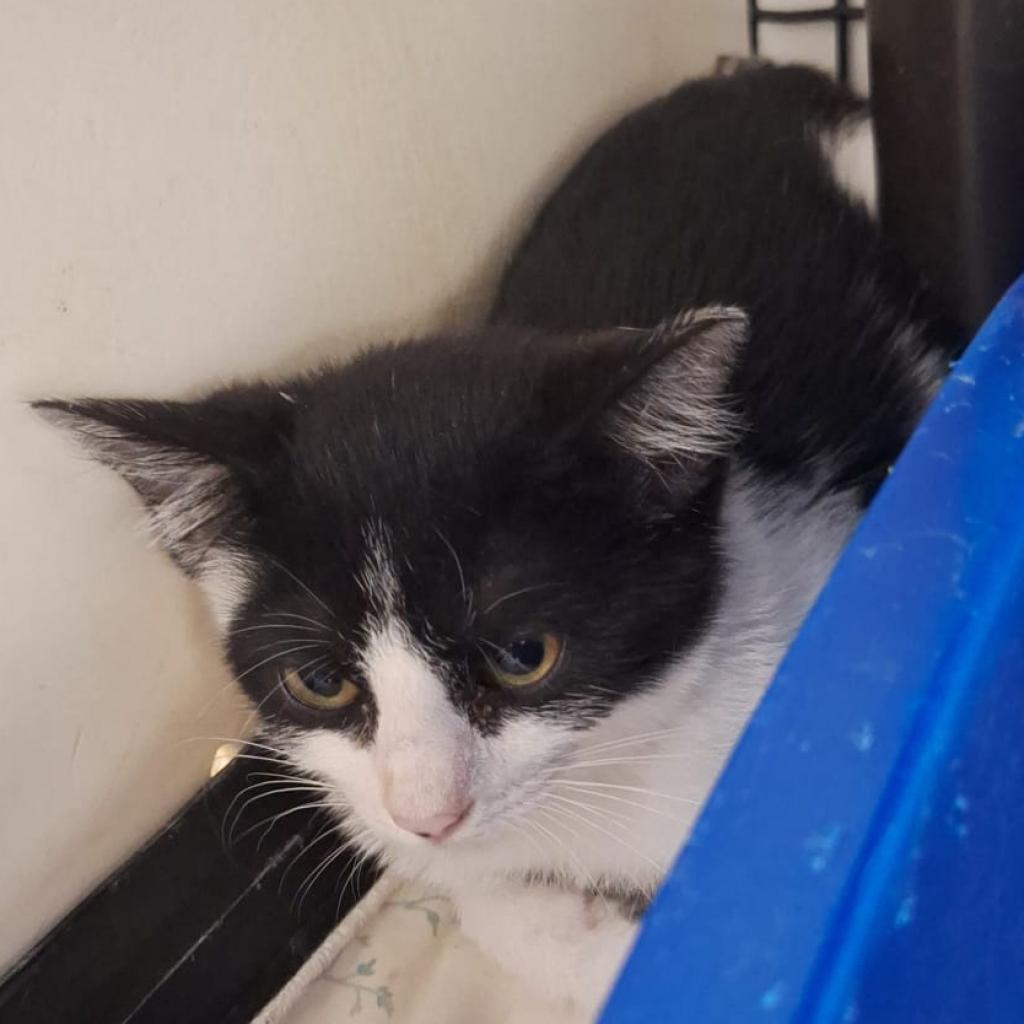 Peony, an adoptable Domestic Short Hair in Kingman, KS, 67068 | Photo Image 1