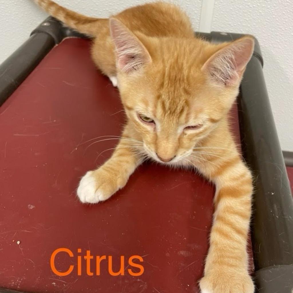 Citrus, an adoptable Domestic Short Hair in Kingman, KS, 67068 | Photo Image 1