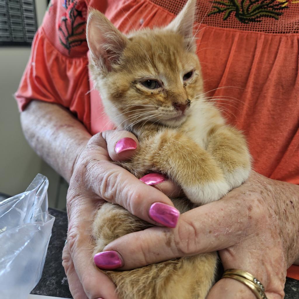 Citrus, an adoptable Domestic Short Hair in Kingman, KS, 67068 | Photo Image 2