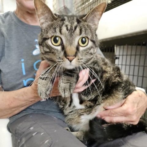 Mia, an adoptable Domestic Short Hair in Kingman, KS, 67068 | Photo Image 1