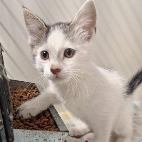 Jumanji, an adoptable American Shorthair in Kingman, KS, 67068 | Photo Image 1