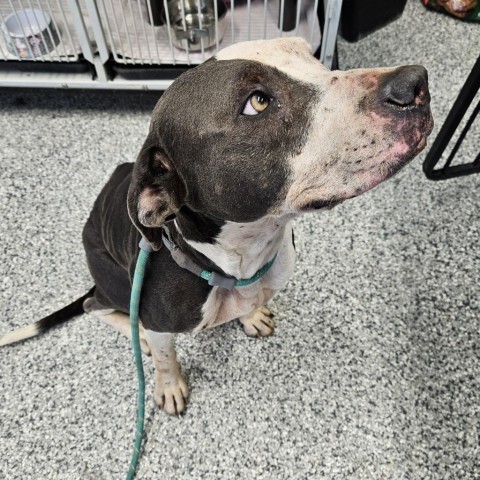 Sunrise, an adoptable Pit Bull Terrier, German Shorthaired Pointer in Kingman, KS, 67068 | Photo Image 1