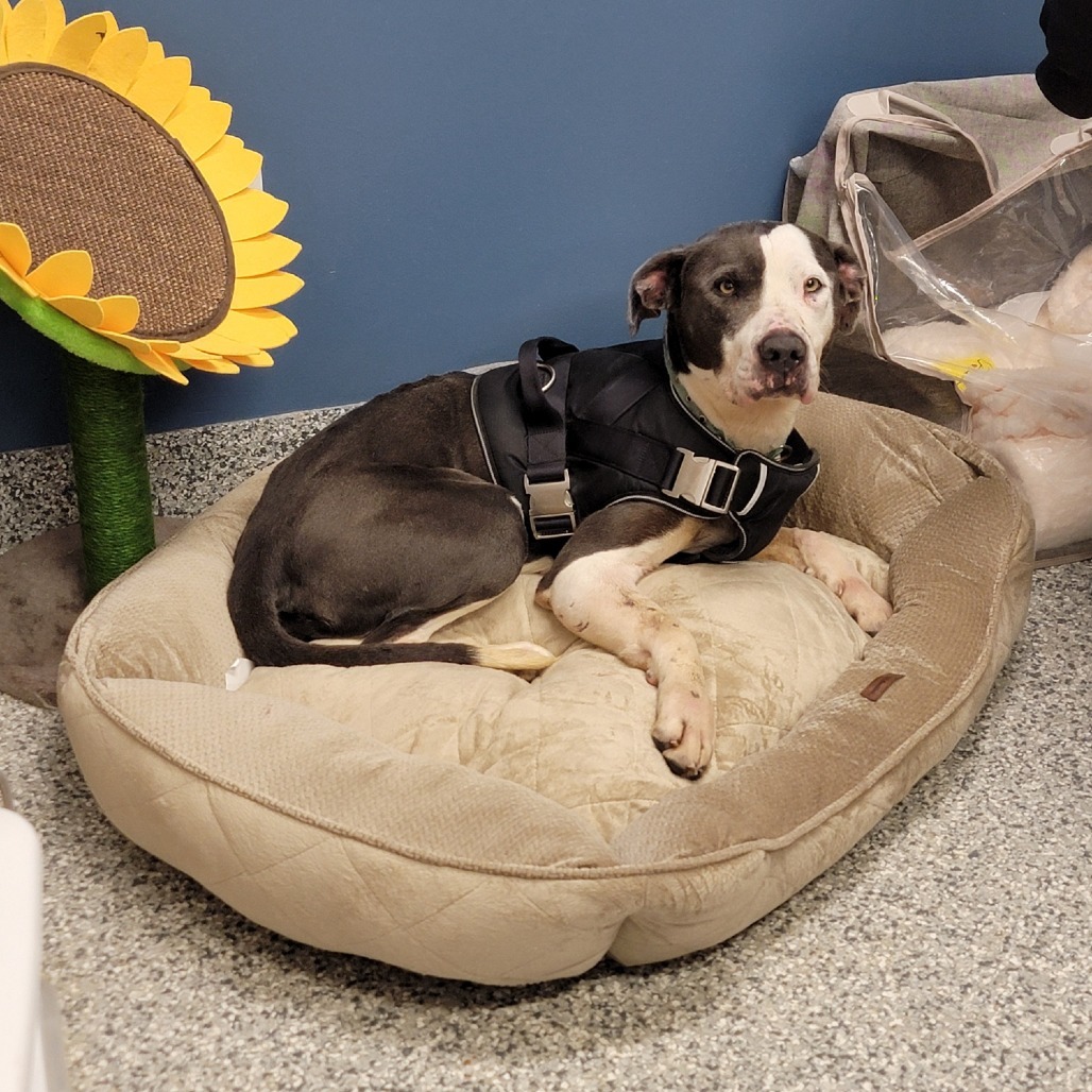 Sunrise, an adoptable Pit Bull Terrier, German Shorthaired Pointer in Kingman, KS, 67068 | Photo Image 1