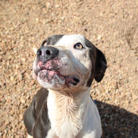 Sunrise, an adoptable Pit Bull Terrier, German Shorthaired Pointer in Kingman, KS, 67068 | Photo Image 2